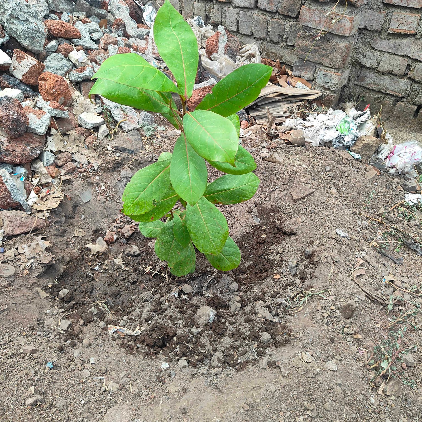 वृक्षरोपण कार्यक्रम