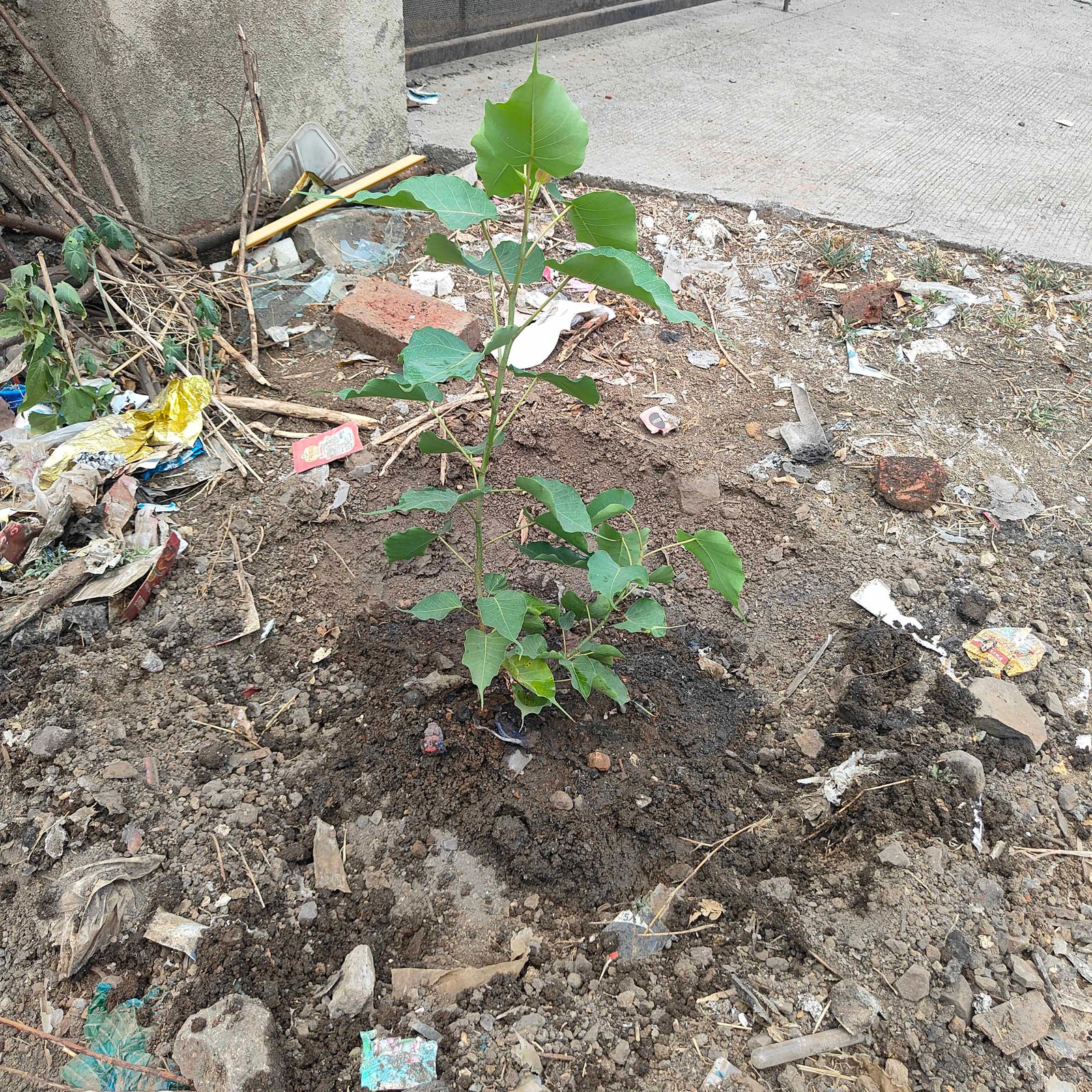 वृक्षरोपण कार्यक्रम